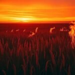 Sonhar com fogo no mato: descubra o que essa imagem revela para você