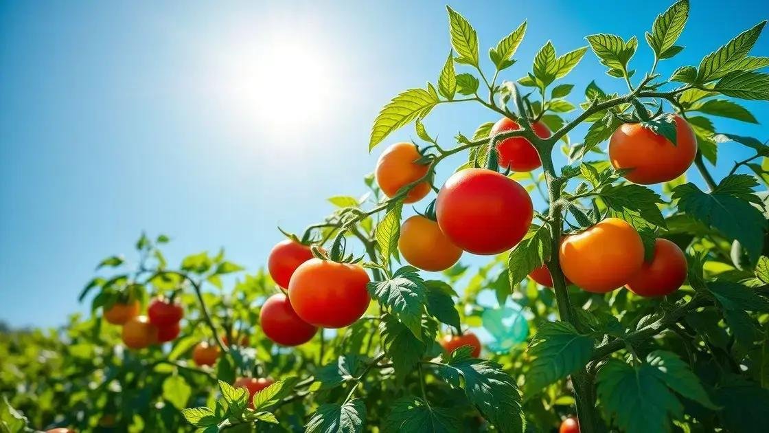 Fatores a considerar ao sonhar com tomates
