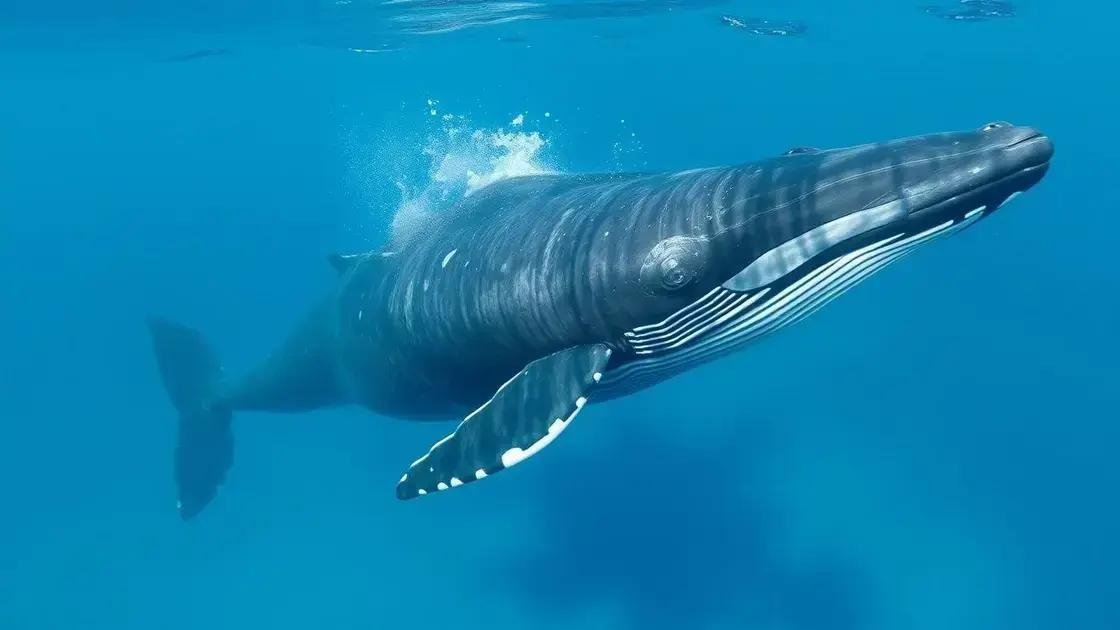 O que significa sonhar com baleias: revelações e interpretações