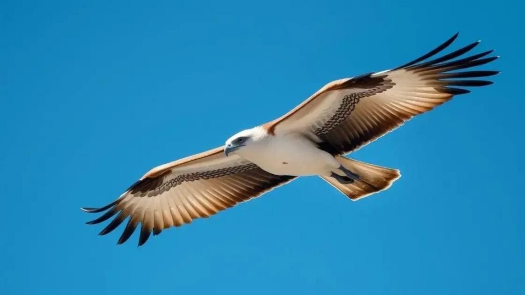 O que significa sonhar com gavião: desvendando os mistérios por trás das aves