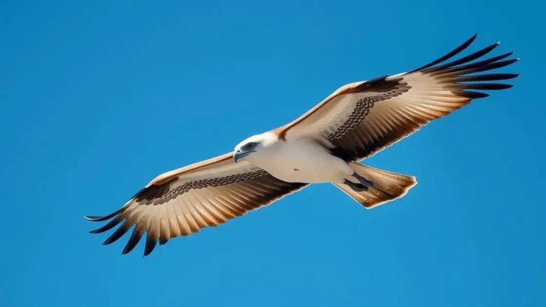 O que significa sonhar com gavião: desvendando os mistérios por trás das aves