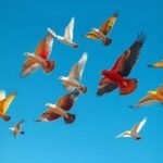 O que significa sonhar com passáros? Descubra todos os significados!